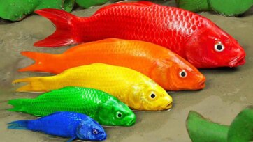Rainbow Talking Fish Adventure - Funny Colorful Fish for Kids